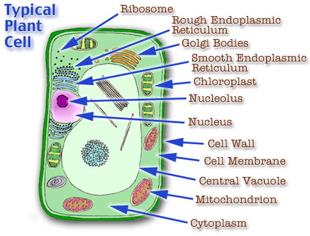plant cell model and each organelles function - Hampden ...